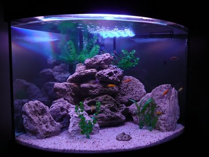 Rated #38: 50 Gallons Freshwater Fish Tank - Mbuna Set Up Rated #38: 50 Gallons Freshwater Fish Tank - Mbuna Set Up