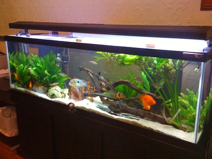 Rated #52: 125 Gallons Freshwater Fish Tank Rated #52: 125 Gallons Freshwater Fish Tank