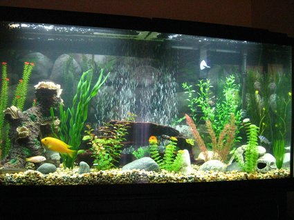 Rated #72: 60 Gallons Freshwater Fish Tank - New Tank. Rated #72: 60 Gallons Freshwater Fish Tank - New Tank.