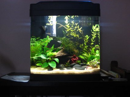 Rated #79: 8 Gallons Freshwater Fish Tank - An older pic. I now use black flourite gravel. This was before I had the blackbeard algae infestation. Rated #79: 8 Gallons Freshwater Fish Tank - An older pic. I now use black flourite gravel. This was before I had the blackbeard algae infestation.