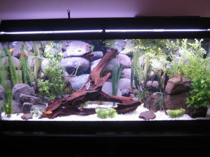Rated #99: 55 Gallons Freshwater Fish Tank - my 55 gallon tank Rated #99: 55 Gallons Freshwater Fish Tank - my 55 gallon tank