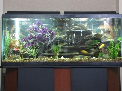 Rated #95: 55 Gallons Freshwater Fish Tank - African cichlids fish, tank is 55g and decoration is rock, artificial plant and 1 volcano. Rated #95: 55 Gallons Freshwater Fish Tank - African cichlids fish, tank is 55g and decoration is rock, artificial plant and 1 volcano.