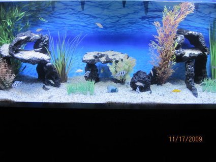 Rated #58: 100 Gallons Freshwater Fish Tank - 100 Gal Tanganyikan. Species only tank. I take a lot of pride in my tank and i hope that it shows. Let me know what you guys think ! Rated #58: 100 Gallons Freshwater Fish Tank - 100 Gal Tanganyikan. Species only tank. I take a lot of pride in my tank and i hope that it shows. Let me know what you guys think !
