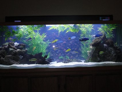 Rated #14: 110 Gallons Freshwater Fish Tank - Mixed Malawi w/new background in progress Rated #14: 110 Gallons Freshwater Fish Tank - Mixed Malawi w/new background in progress