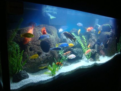 Rated #37: 125 Gallons Freshwater Fish Tank - my 125 gallon cichlid tank Rated #37: 125 Gallons Freshwater Fish Tank - my 125 gallon cichlid tank