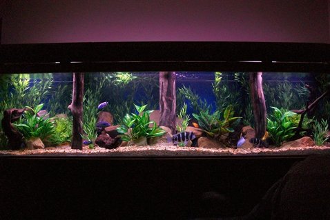 Rated #17: 350 Gallons Freshwater Fish Tank - 350 gal Rated #17: 350 Gallons Freshwater Fish Tank - 350 gal