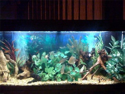 Rated #54: 48 Gallons Freshwater Fish Tank - My fish tank. My plec and pictus have moved the plants around to create a hiding space. Rated #54: 48 Gallons Freshwater Fish Tank - My fish tank. My plec and pictus have moved the plants around to create a hiding space.