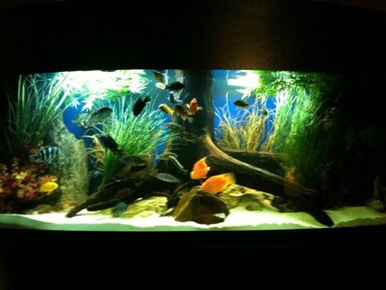 Rated #78: 175 Gallons Freshwater Fish Tank - updated 175 gallon bowfront. march 22, 2010 Rated #78: 175 Gallons Freshwater Fish Tank - updated 175 gallon bowfront. march 22, 2010