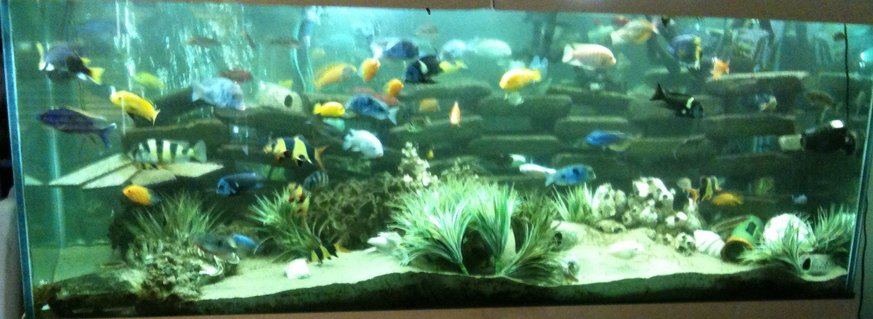 Rated #55: 350 Gallons Freshwater Fish Tank - 350 Gallon Cichlid tank running over 5 years. Check out my YouTube videos under the user name Therelimic Rated #55: 350 Gallons Freshwater Fish Tank - 350 Gallon Cichlid tank running over 5 years. Check out my YouTube videos under the user name Therelimic
