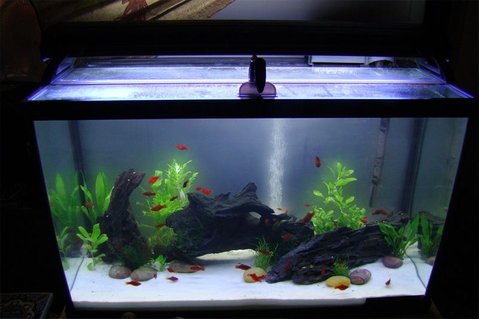Rated #64: 29 Gallons Freshwater Fish Tank - My new 29 Gallon Tank May 2010 Rated #64: 29 Gallons Freshwater Fish Tank - My new 29 Gallon Tank May 2010