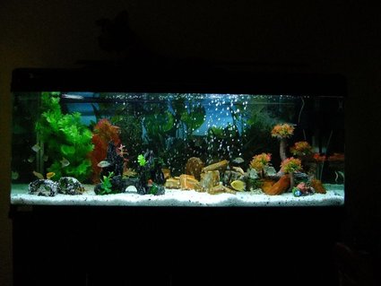 Rated #42: 100 Gallons Freshwater Fish Tank - This is a picture of my 100G / 5 Feet Fresh Water tank.
The aquarium is made of acrylic and is home to some fine Cichlids. There are 21 fishes in total. Rated #42: 100 Gallons Freshwater Fish Tank - This is a picture of my 100G / 5 Feet Fresh Water tank.
The aquarium is made of acrylic and is home to some fine Cichlids. There are 21 fishes in total.