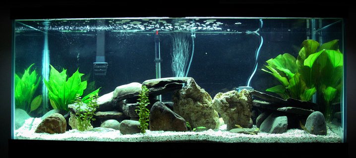 Rated #41: 75 Gallons Freshwater Fish Tank - This is my newest set up. With rocks, plants and hidden are a managuense, dovii, jack dempsey, figure eight puffer, green spotted puffer, pleco and a cat. Rated #41: 75 Gallons Freshwater Fish Tank - This is my newest set up. With rocks, plants and hidden are a managuense, dovii, jack dempsey, figure eight puffer, green spotted puffer, pleco and a cat.
