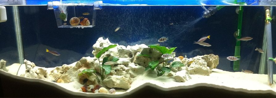 Rated #60: 52 Gallons Freshwater Fish Tank - full tank Rated #60: 52 Gallons Freshwater Fish Tank - full tank