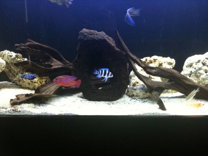 Rated #79: 40 Gallons Freshwater Fish Tank - Freshwater Tank, 3 Months. Rated #79: 40 Gallons Freshwater Fish Tank - Freshwater Tank, 3 Months.