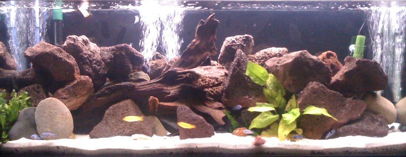 Rated #93: 55 Gallons Freshwater Fish Tank - African cichlid tank with at the moment 5 young Msobo, 12 young Demasoni,5 yellow labs, 5 bristle nose 2 of them albino and a pleco Rated #93: 55 Gallons Freshwater Fish Tank - African cichlid tank with at the moment 5 young Msobo, 12 young Demasoni,5 yellow labs, 5 bristle nose 2 of them albino and a pleco