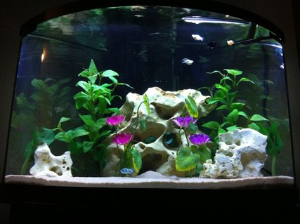 Rated #50: 40 Gallons Freshwater Fish Tank - Me and My GF's 40 Bow Corner Tank Rated #50: 40 Gallons Freshwater Fish Tank - Me and My GF's 40 Bow Corner Tank