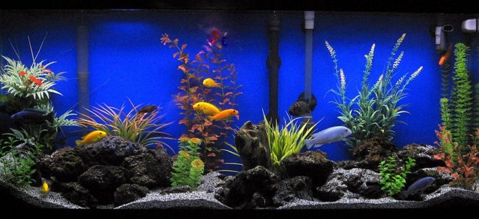 Rated #18: 55 Gallons Freshwater Fish Tank - Assorted Cichlids Rated #18: 55 Gallons Freshwater Fish Tank - Assorted Cichlids