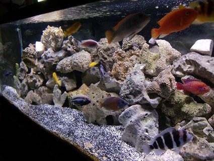 Rated #67: 75 Gallons Freshwater Fish Tank - 75 Gallon African Cichlid Set-up Rated #67: 75 Gallons Freshwater Fish Tank - 75 Gallon African Cichlid Set-up