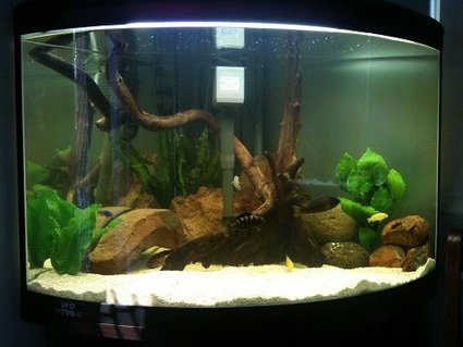 Rated #69: 50 Gallons Freshwater Fish Tank - Cichlid tank. Rated #69: 50 Gallons Freshwater Fish Tank - Cichlid tank.