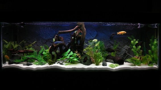 Rated #11: 180 Gallons Freshwater Fish Tank - 6x2x2, 180 gal Rated #11: 180 Gallons Freshwater Fish Tank - 6x2x2, 180 gal