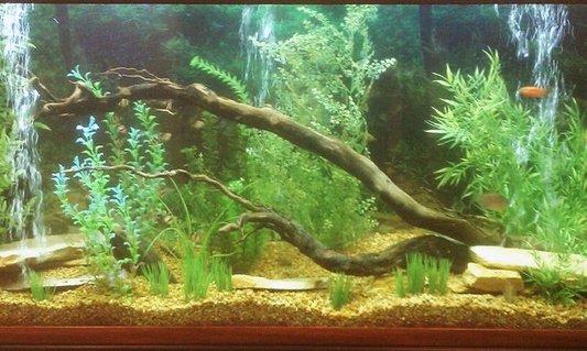 Rated #70: 150 Gallons Freshwater Fish Tank - my 150 gallon fish tank Rated #70: 150 Gallons Freshwater Fish Tank - my 150 gallon fish tank