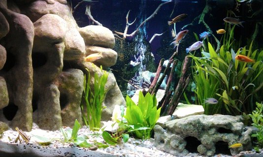 Rated #5: 58 Gallons Freshwater Fish Tank - My new Malawi Cichlid Tank with a large corner 3D DIY Cave, Crushed coral base, Lime stone rocks, Drift wood and various plants. Rated #5: 58 Gallons Freshwater Fish Tank - My new Malawi Cichlid Tank with a large corner 3D DIY Cave, Crushed coral base, Lime stone rocks, Drift wood and various plants.