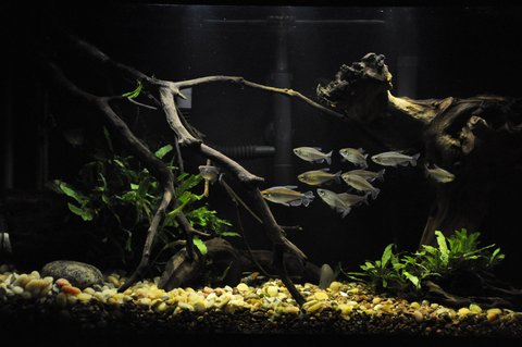 Rated #2: 29 Gallons Freshwater Fish Tank - 29gal, I like it, but can't wait to go bigger! Rated #2: 29 Gallons Freshwater Fish Tank - 29gal, I like it, but can't wait to go bigger!