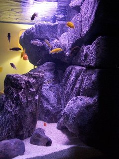 Rated #5: 65 Gallons Freshwater Fish Tank - Side view of Matt & Joanna's 65 gallon Malawi Mbuna aquarium. Rated #5: 65 Gallons Freshwater Fish Tank - Side view of Matt & Joanna's 65 gallon Malawi Mbuna aquarium.