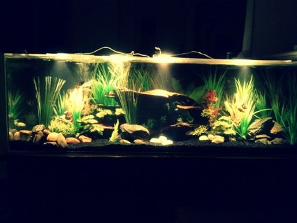 Rated #11: 40 Gallons Freshwater Fish Tank - River Paradise Rated #11: 40 Gallons Freshwater Fish Tank - River Paradise
