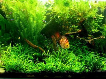 Rated #14: Freshwater Fish Tank - - Rated #14: Freshwater Fish Tank - -