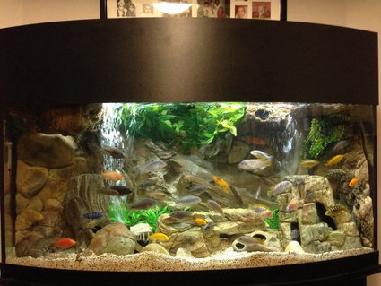 Rated #1: 72 Gallons Freshwater Fish Tank - 72 Gallon Bow Front Mixed Malawi Peacock Cichlid Aquarium Rated #1: 72 Gallons Freshwater Fish Tank - 72 Gallon Bow Front Mixed Malawi Peacock Cichlid Aquarium