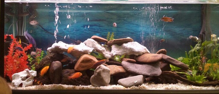 Rated #58: 45 Gallons Freshwater Fish Tank - 4ft freshwater water aquarium with approx 18 mixed african cichlids and 1 clown loach and 1 cuckoo catfish. Rated #58: 45 Gallons Freshwater Fish Tank - 4ft freshwater water aquarium with approx 18 mixed african cichlids and 1 clown loach and 1 cuckoo catfish.