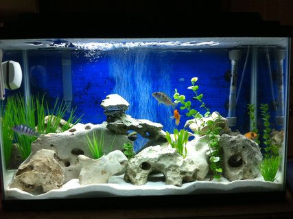 Rated #17: 29 Gallons Freshwater Fish Tank - Real Texas holey rock African cichlid tank Rated #17: 29 Gallons Freshwater Fish Tank - Real Texas holey rock African cichlid tank