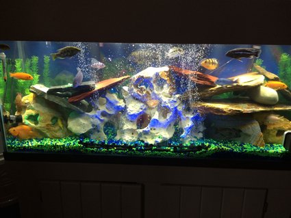 Rated #73: 55 Gallons Freshwater Fish Tank - Love all the colors Rated #73: 55 Gallons Freshwater Fish Tank - Love all the colors