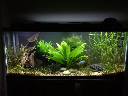 Rated #7: 55 Gallons Freshwater Fish Tank Rated #7: 55 Gallons Freshwater Fish Tank