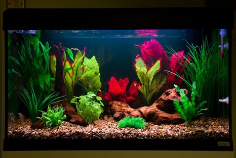 Rated #21: 27 Gallons Freshwater Fish Tank - Many of you saw the previous incarnation of this tank several weeks back. Well this is take two, which incorporates many of the subtle improvements I was planning to implement. The tank is designed simply to be a colorful centrepiece to my living room. As such it is not replicating any particular habitat. I Just want it to pop! Rated #21: 27 Gallons Freshwater Fish Tank - Many of you saw the previous incarnation of this tank several weeks back. Well this is take two, which incorporates many of the subtle improvements I was planning to implement. The tank is designed simply to be a colorful centrepiece to my living room. As such it is not replicating any particular habitat. I Just want it to pop!