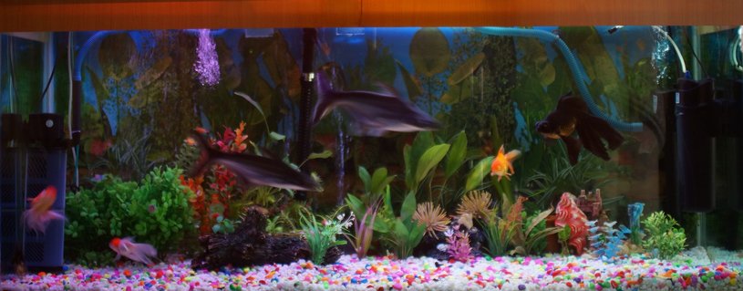 Rated #80: 250 Gallons Freshwater Fish Tank - 100 G Freshwater Tank with some live plants. Rated #80: 250 Gallons Freshwater Fish Tank - 100 G Freshwater Tank with some live plants.