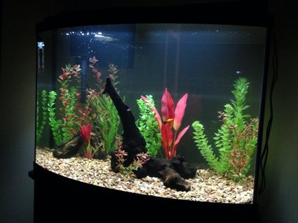 Rated #79: 36 Gallons Freshwater Fish Tank - Newly set up 36 g bow front aquarium! Still working on it but this is the progress so far! Hope you enjoy it as much as I do Rated #79: 36 Gallons Freshwater Fish Tank - Newly set up 36 g bow front aquarium! Still working on it but this is the progress so far! Hope you enjoy it as much as I do