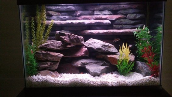 Rated #27: 20 Gallons Freshwater Fish Tank - 20 Gallon freshwater tank with custom 3D background and rockscape. Uses two aquaclear 50 gallon HOB filters and heater incorporated into the 3D background. This tank was a lot of fun to build and goes to show you can do a lot with small spaces. Rated #27: 20 Gallons Freshwater Fish Tank - 20 Gallon freshwater tank with custom 3D background and rockscape. Uses two aquaclear 50 gallon HOB filters and heater incorporated into the 3D background. This tank was a lot of fun to build and goes to show you can do a lot with small spaces.