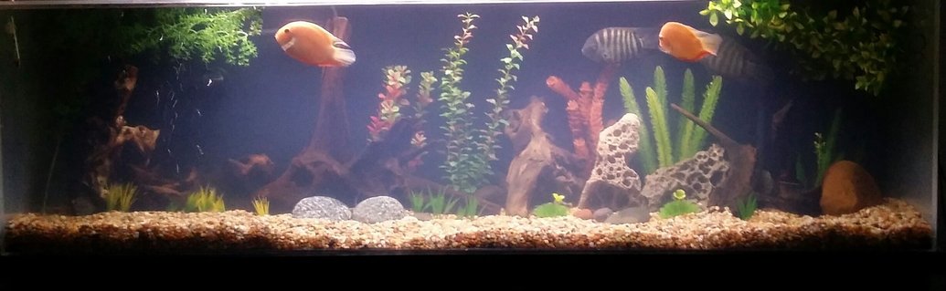 Rated #75: 125 Gallons Freshwater Fish Tank - 125 plexiglass. SunSun canister rated for 200 gallon w/uv 9watt light. 48\\\ Rated #75: 125 Gallons Freshwater Fish Tank - 125 plexiglass. SunSun canister rated for 200 gallon w/uv 9watt light. 48\" fluorescent high quality aquarium light. Fluval powerhead and Eheim heater.