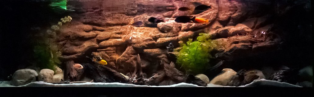 Rated #6: 125 Gallons Freshwater Fish Tank - 125 g african cichlid. Rated #6: 125 Gallons Freshwater Fish Tank - 125 g african cichlid.