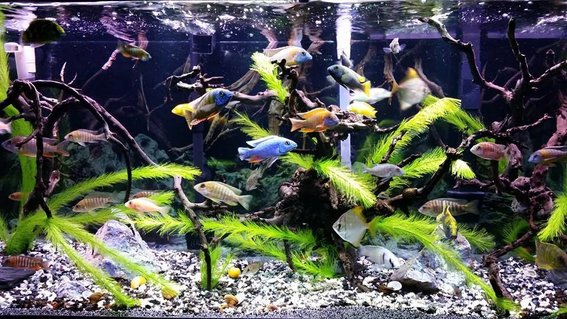 Rated #15: 90 Gallons Freshwater Fish Tank - My 90g Peacock / Hap tank Rated #15: 90 Gallons Freshwater Fish Tank - My 90g Peacock / Hap tank