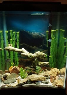 Rated #57: 37 Gallons Freshwater Fish Tank - 2 months in on my 1st tank. Rated #57: 37 Gallons Freshwater Fish Tank - 2 months in on my 1st tank.