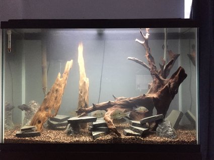 Rated #70: 45 Gallons Freshwater Fish Tank - My 45 gallon tank. Rated #70: 45 Gallons Freshwater Fish Tank - My 45 gallon tank.