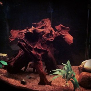 Rated #59: 46 Gallons Freshwater Fish Tank - Big piece of driftwood the Tapajos
love the tannin Rated #59: 46 Gallons Freshwater Fish Tank - Big piece of driftwood the Tapajos
love the tannin