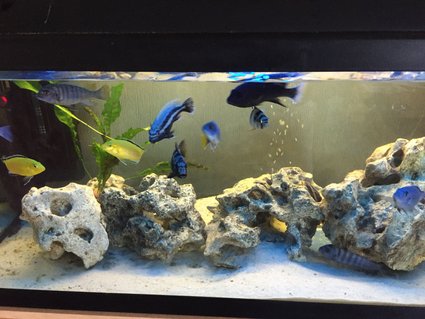 Rated #40: 26 Gallons Freshwater Fish Tank - Cichlid tank with white volcanic rock and white sand.
Currently 2 x Internal filters, 2 x heaters and a bubble disc.
Also un-seen are 2 x catfish and a pleco. Rated #40: 26 Gallons Freshwater Fish Tank - Cichlid tank with white volcanic rock and white sand.
Currently 2 x Internal filters, 2 x heaters and a bubble disc.
Also un-seen are 2 x catfish and a pleco.