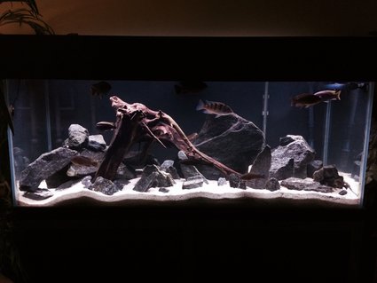Rated #4: 75 Gallons Freshwater Fish Tank - New setup Rated #4: 75 Gallons Freshwater Fish Tank - New setup