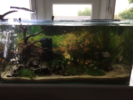 Rated #56: 27 Gallons Freshwater Fish Tank - Fresh water fish Rated #56: 27 Gallons Freshwater Fish Tank - Fresh water fish