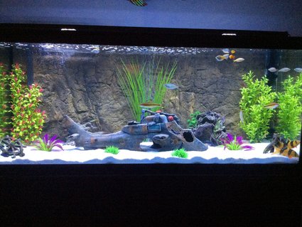 Rated #34: 75 Gallons Freshwater Fish Tank - 75 gallon Marineland aquarium Rated #34: 75 Gallons Freshwater Fish Tank - 75 gallon Marineland aquarium