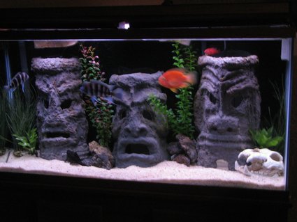 Rated #30: 60 Gallons Freshwater Fish Tank - 60 gallon tall with homemade tiki men, made from cement and pvc Rated #30: 60 Gallons Freshwater Fish Tank - 60 gallon tall with homemade tiki men, made from cement and pvc